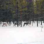 بيت للعطل Lapland Landscape Xl With Nature View, Sauna, Fireplace & Kitchen, Sodankylae, Luosto, Fell Village